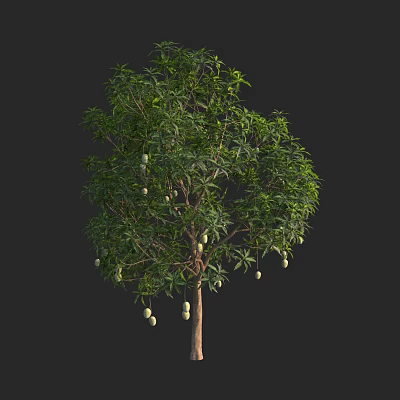 Tall Arbor With Lush Green Leaves And Hanging Fruits On Black Background 3d model