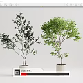 Two Potted Bonsai Trees in White Ceramic Pots with Dark and Fresh Green Foliage