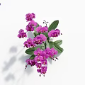Stunning Purple Orchids with Lush Green Leaves on White Background