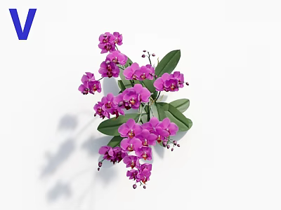 Stunning Purple Orchids with Lush Green Leaves on White Background 3d model