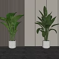 Indoor Potted Plants With Large Green Leaves In Gray Planters Against Vertical Striped Walls
