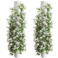 Modern Vine Large Umbrella White Rose Pillar Vine Plant Wall Outdoor Pillar Vine Creeper Flowering Greening Hedge 3d model