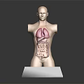 Human Torso Model with Hair Showing Internal Organs Lungs and Intestines