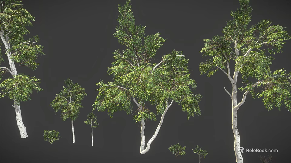 Various Sizes of Trees with White Trunks and Green Leaves on Dark Background 3d model 