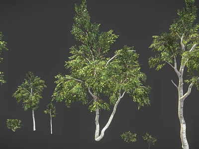 Various Sizes of Trees with White Trunks and Green Leaves on Dark Background 3d model