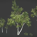 Various Sizes of Trees with White Trunks and Green Leaves on Dark Background