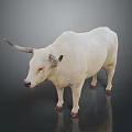 White Bull With Horns Standing On Dark Background With Reflection 3d model