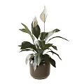 Potted Plant with Green Leaves and White Flowers in Brown Ceramic Pot