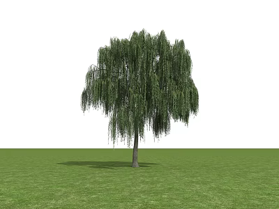 Weeping Willow Tree with Hanging Branches and Lush Green Leaves in Green Grass Field 3d model