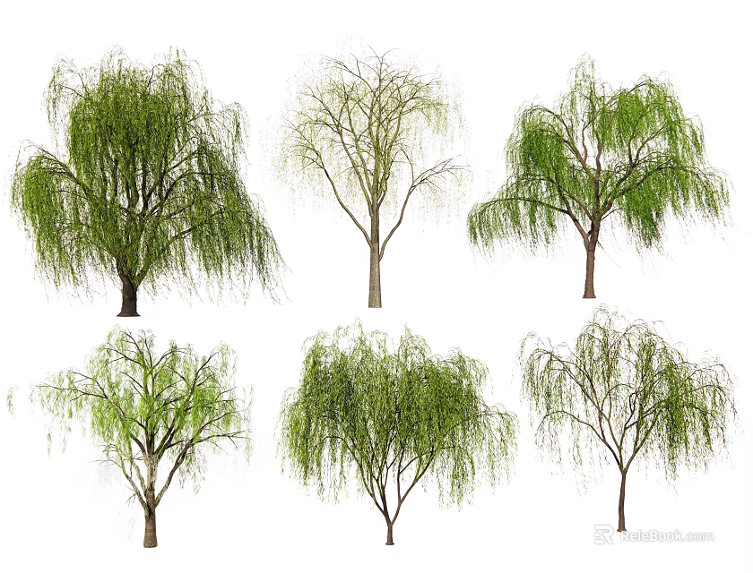 Varied Willow Trees Showing Lush Foliage and Bare Branches Isolated on White 3d model