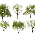 Varied Willow Trees Showing Lush Foliage and Bare Branches Isolated on White 3d model