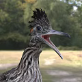 Crested Roadrunner Bird With Striped Feathers Long Tail Open Beak Standing On Grassland