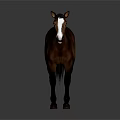 Brown Horse With White Face And White Hooves Standing On Grey Background