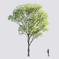 Arbor With Lush Green Leaves Tall Trunk And A Standing Figure Beside In Natural Setting