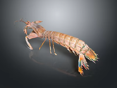 Detailed Realistic Mantis Shrimp Model With Colorful Claws Long Antennae Segmented Body And Iridescent Tail 3d model