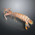 Detailed Realistic Mantis Shrimp Model With Colorful Claws Long Antennae Segmented Body And Iridescent Tail