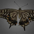 Black and White Butterfly With Patterned Wings Flying On Gray Background 3d model