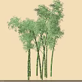 Lush Green Bamboo Plants With Tall Stems And Fresh Leaves In Light Colored Background