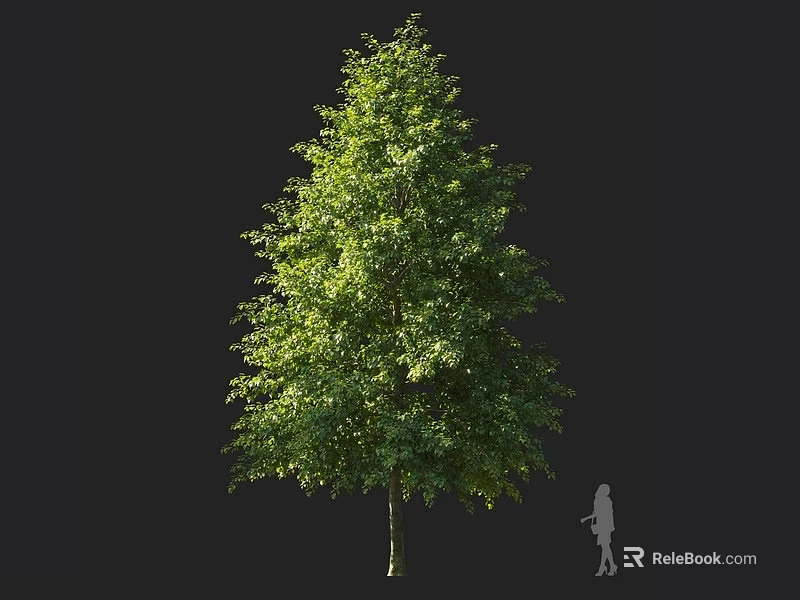 Tall Green Arbor With Lush Foliage And Straight Trunk Near Human Silhouette 3d model 