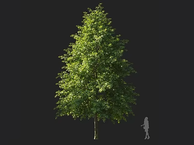 Tall Green Arbor With Lush Foliage And Straight Trunk Near Human Silhouette 3d model