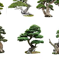 Ornamental Pine Trees with Curved Trunks and Lush Foliage in Bonsai Design