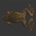 Brown and Yellow Frog With Webbed Feet And Detailed Body On Dark Background