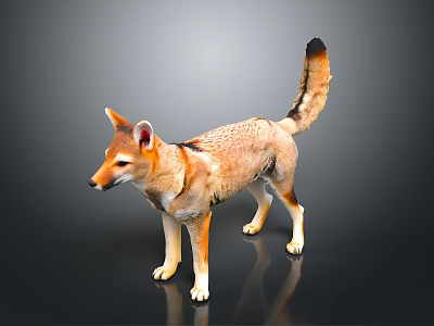 Brown And Yellow Jackal With Pointed Ears Long Tail Standing On Black Background 3d model
