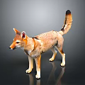 Brown And Yellow Jackal With Pointed Ears Long Tail Standing On Black Background