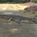 Wild Crocodile In Natural Wetland Habitat With Long Snout And Scales