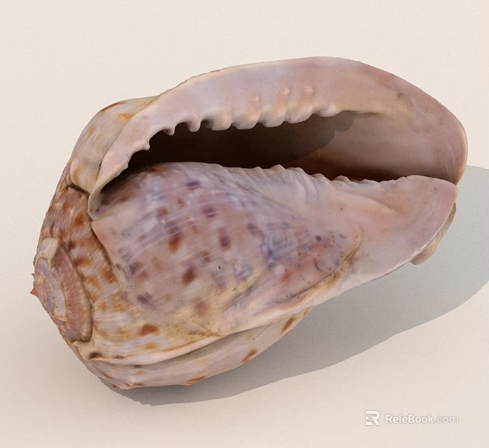 Detailed Open Seashell With Intricate Texture And Natural Color Patterns 3d model 