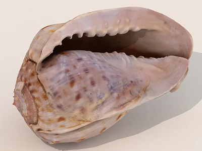 Detailed Open Seashell With Intricate Texture And Natural Color Patterns 3d model