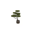 Bonsai Trees With Curved Trunk Exposed Roots in Concrete Pot and Layered Pruned Compact Canopy
