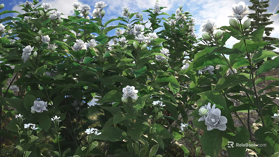 Beautiful White Gardenia Flowers With Glossy Green Leaves In Sunlit Outdoor Garden 3d model 
