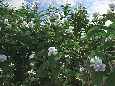 Beautiful White Gardenia Flowers With Glossy Green Leaves In Sunlit Outdoor Garden 3d model