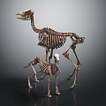Animal Organ Structure Display With Large And Small Skeleton Models Anatomical Features 3d model