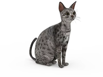 Adorable Grey Spotted Domestic Cat Sitting Calmly Isolated On White Background Pet Portrait 3d model