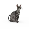 Adorable Grey Spotted Domestic Cat Sitting Calmly Isolated On White Background Pet Portrait