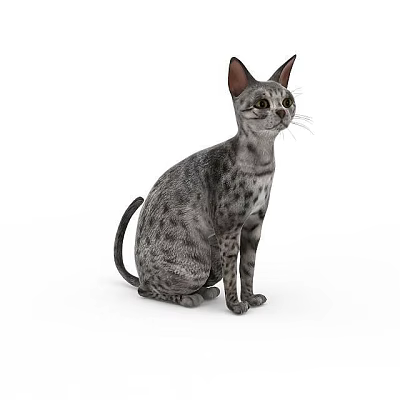 Adorable Grey Spotted Domestic Cat Sitting Calmly Isolated On White Background Pet Portrait 3d model