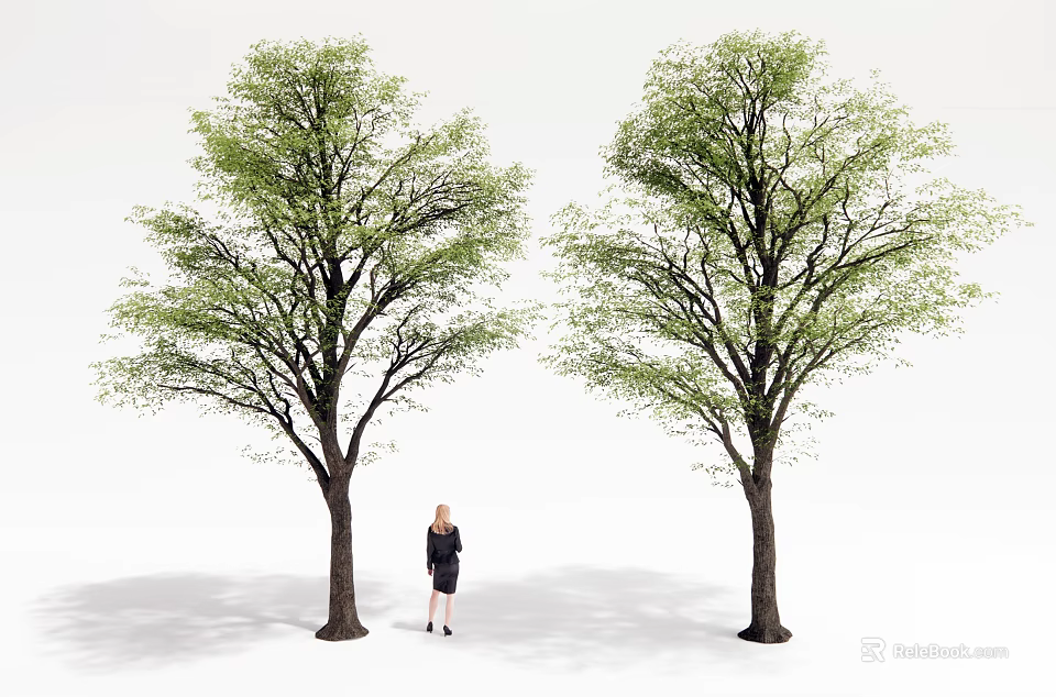 Two Green Leafy Trees Standing Between Brown Trunks With Female Figure On White Background 3d model 
