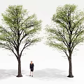 Landscape Trees Courtyard Landscape Trees Big Trees Landscape Trees 3d model