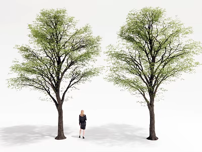 Two Green Leafy Trees Standing Between Brown Trunks With Female Figure On White Background 3d model