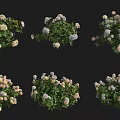 Lush Green Shrub With White And Pink Flowers For Garden Decoration