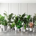 Various Indoor Potted Plants With Green Leaves And Stylish Decorative Pots