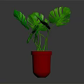 Lush Green Monstera Plant With Large Leaves In Red Pot On Gray Background