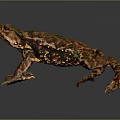 Brown Toad With Rough Skin And Red Spots On Dark Gray Background 3d model