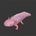 Pink Axolotl with Feathery External Gills and Smooth Skin on Dark Reflective Surface