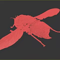 Brownish Red Insect With Transparent Wings And Detailed Body Structure On Dark Background