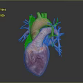 Detailed 3D Heart Anatomical Model Medical Device For Educational Visualization