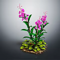 Vibrant Plant With Green Leaves Pink Flowers Small Leaves And Soil
