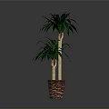 Tall Green Palm Plant With Lush Leaves In Woven Brown Basket Planter